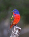 _2SB3012 painted bunting